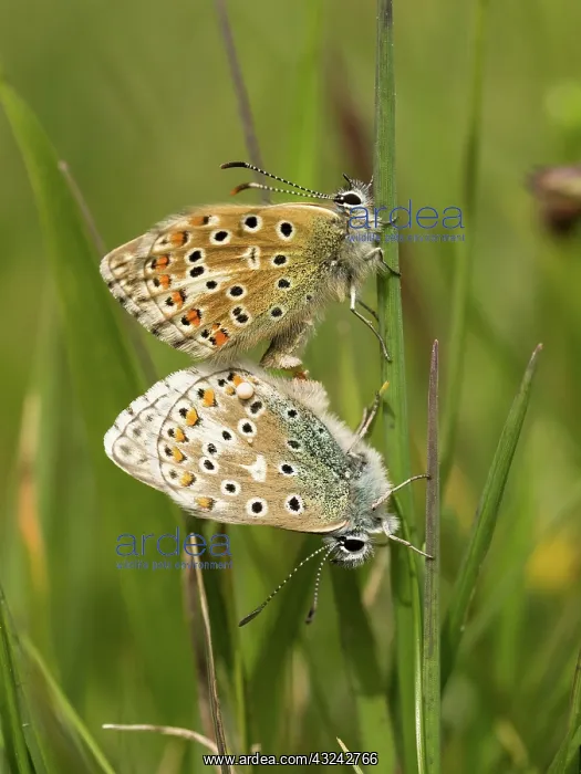  : Adonis blue - pair mating- Dorset