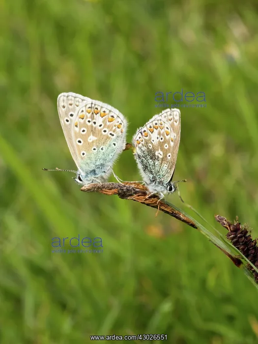 : Adonis Blue- pair mating - on seed head - Dorset : Adonis Blue- pair mating - on seed head - Dorset
