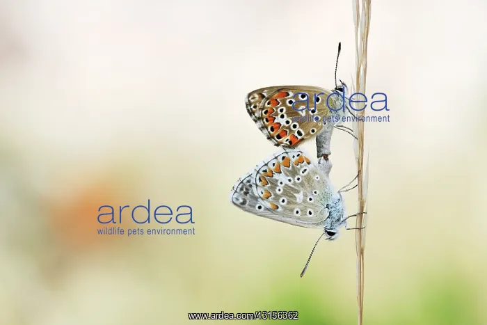 : Grass. Adonis Blue (Polyommatus bellargus) copulating on unidentified grass (Gramineae) : Grass. Adonis Blue (Polyommatus bellargus) copulating on unidentified grass (Gramineae)