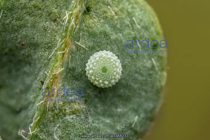 : Adonis Blue (Polyommatus bellargus) egg of butte : Adonis Blue (Polyommatus bellargus) egg of butte