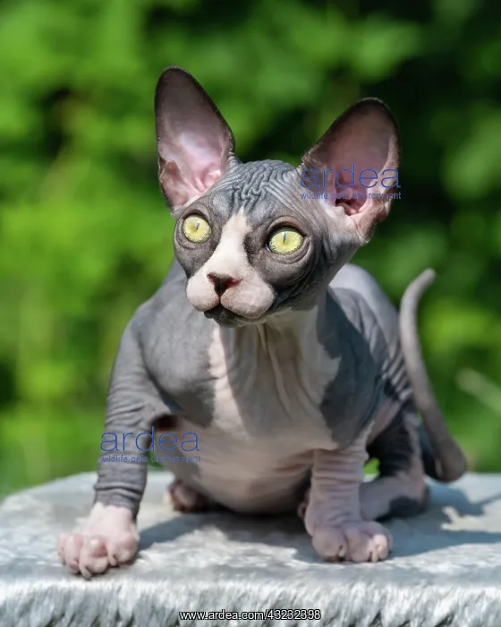 : Adorable bicolor Sphynx Hairless kitten with big : Adorable bicolor Sphynx Hairless kitten with big