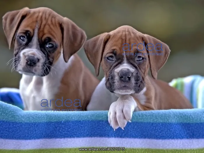 : Two adorable Boxer puppies, two month old, sitting : Two adorable Boxer puppies, two month old, sitting