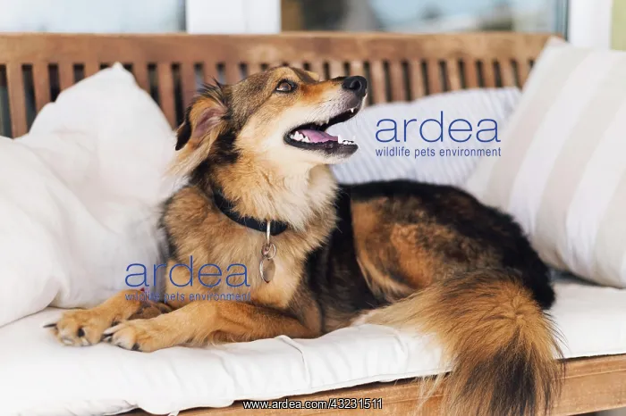 : adorable dog looking owner. High resolution photo : adorable dog looking owner. High resolution photo