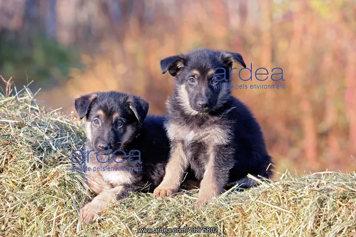 : Two adorable German Shepherd puppies lying toegether : Two adorable German Shepherd puppies lying toegether