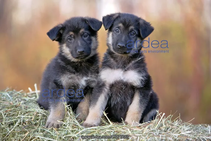 : Two adorable German Shepherd puppies sitting on : Two adorable German Shepherd puppies sitting on