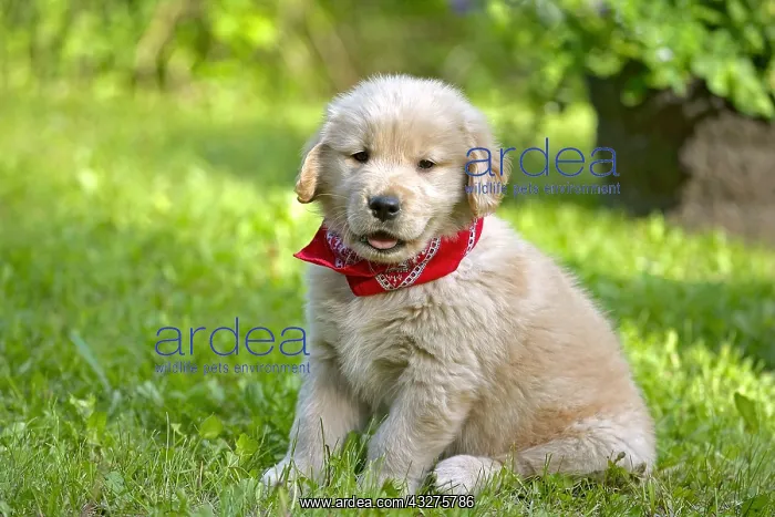 : Adorable Golden Retriever puppy seven weeks old : Adorable Golden Retriever puppy seven weeks old