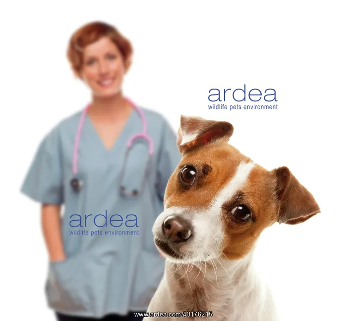 : Adorable jack russell terrier and female veterinarian : Adorable jack russell terrier and female veterinarian