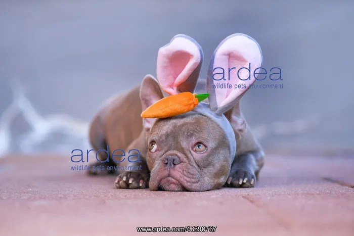 : Adorable lilac French Bulldog dressed up as easter : Adorable lilac French Bulldog dressed up as easter