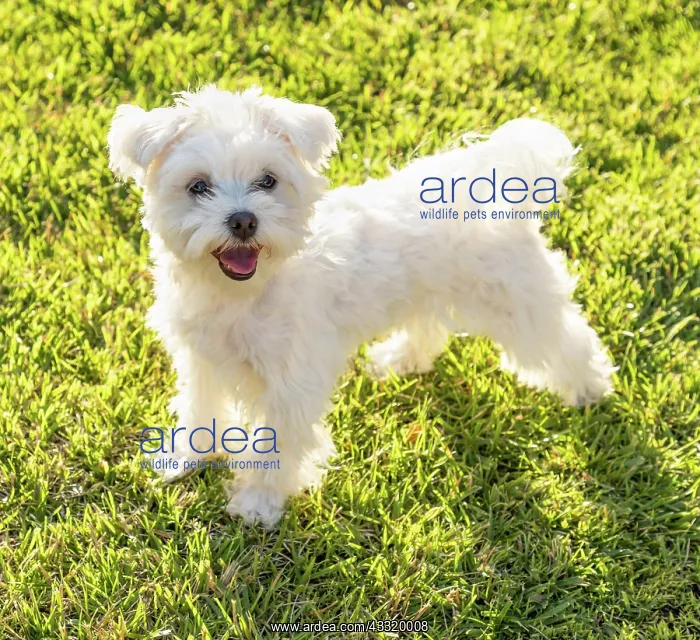 : Adorable maltese puppy playing in the yard : Adorable maltese puppy playing in the yard