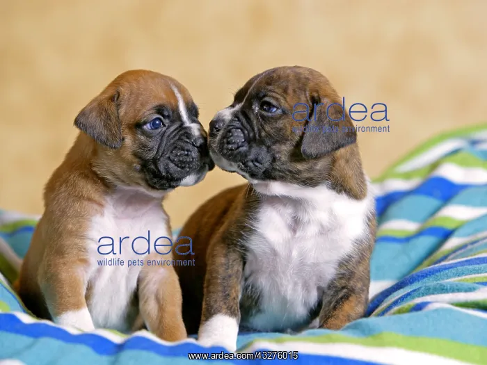 : Two adorable five week old Boxer Puppies on blanket : Two adorable five week old Boxer Puppies on blanket