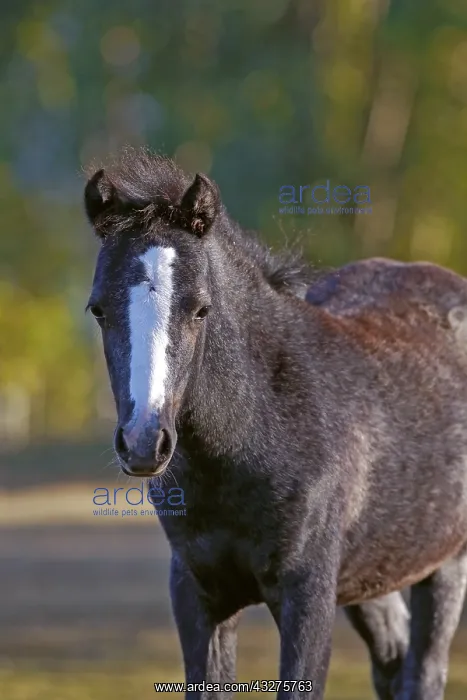 : Adorable Welsh Mountain Pony Foal, few month old : Adorable Welsh Mountain Pony Foal, few month old