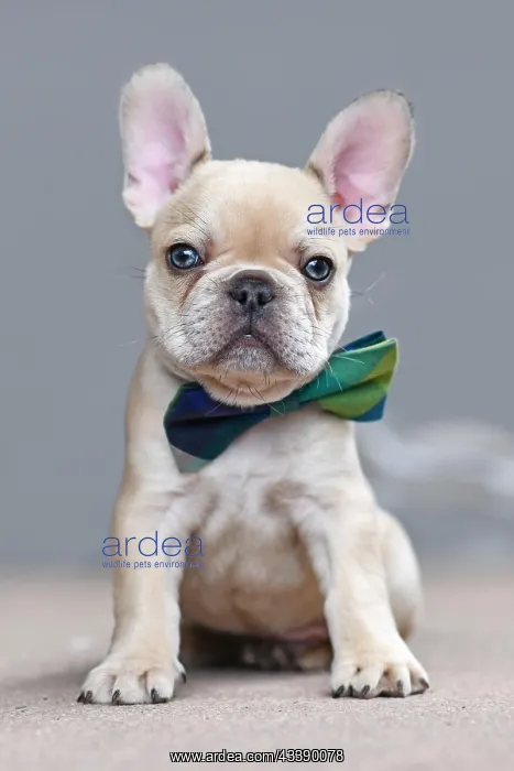 : Adorable young lilac fawn colored French Bulldog : Adorable young lilac fawn colored French Bulldog