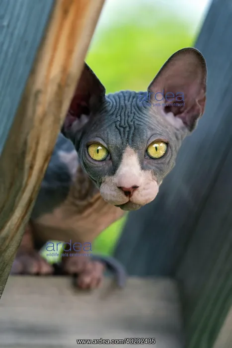 : Adorable young Sphynx cat looking at camera with : Adorable young Sphynx cat looking at camera with
