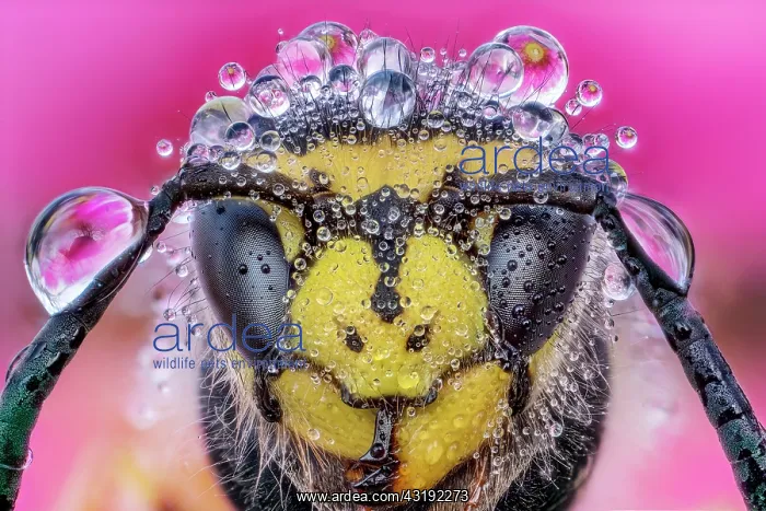 : Adorned by the dew, Luzzana, Reggio Emilia, Italy : Adorned by the dew, Luzzana, Reggio Emilia, Italy