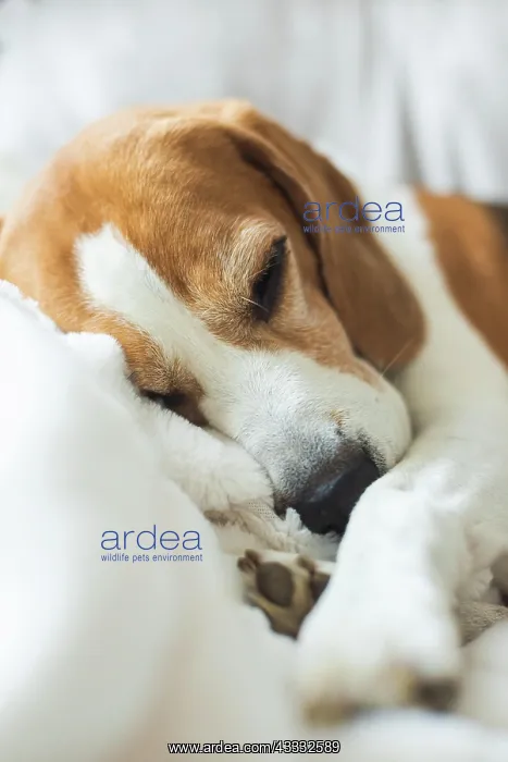 : Adoult Male hound Beagle dog sleeping at home on : Adoult Male hound Beagle dog sleeping at home on
