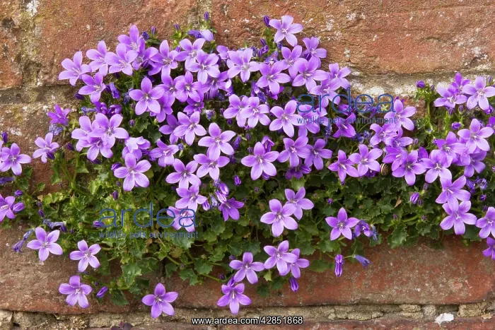 : Adria bellflower - growing on a garden wall : Adria bellflower - growing on a garden wall