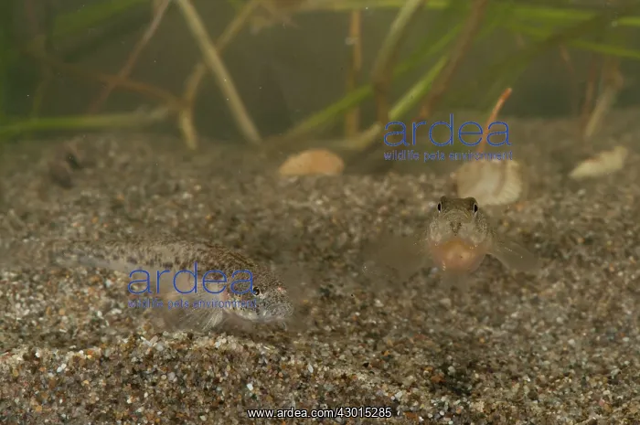  : Adriatic Dwarf Goby pair