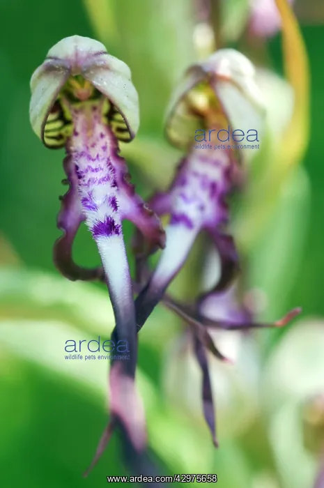 : Adriatic Lizard Orchid : Adriatic Lizard Orchid