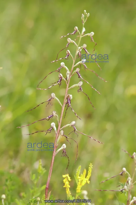 : Adriatic Lizard Orchid : Adriatic Lizard Orchid