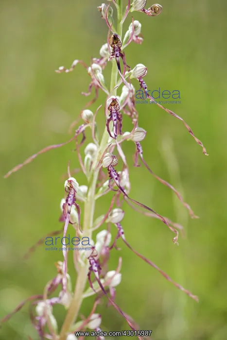 : Adriatic Lizard Orchid : Adriatic Lizard Orchid