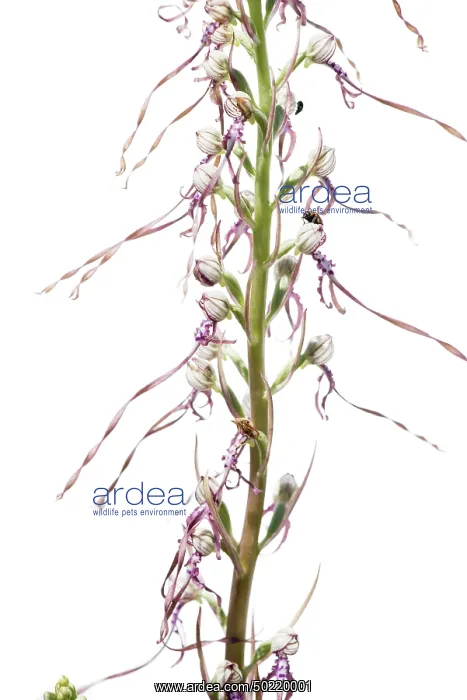 : Adriatic lizard orchid (Himantoglossum adriaticum) on a white background, Piedmont Italy : Adriatic lizard orchid (Himantoglossum adriaticum) on a white background, Piedmont Italy