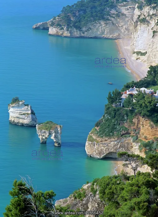 : Adriatic Sea - coastline with blue sea, pine forest : Adriatic Sea - coastline with blue sea, pine forest