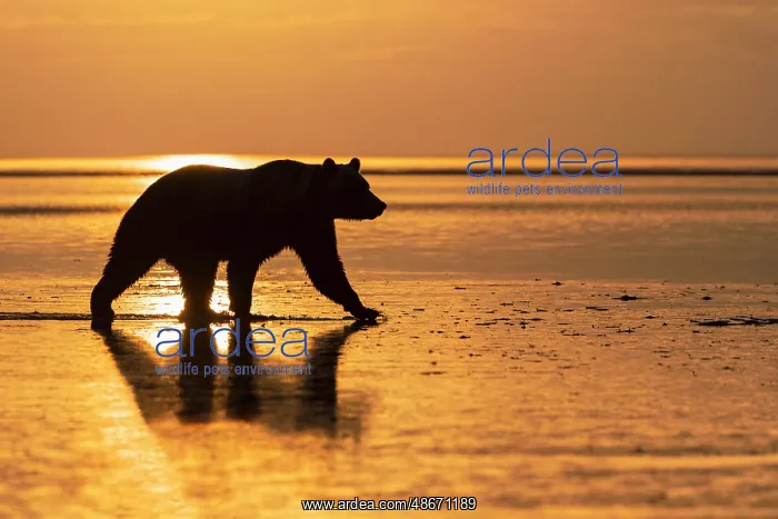 : Adult Alaskan brown bear silhouetted at sunrise on tidal : Adult Alaskan brown bear silhouetted at sunrise on tidal