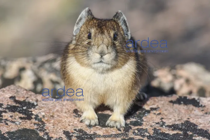 : Adult American pika (Ochotona princeps). Beartooth : Adult American pika (Ochotona princeps). Beartooth