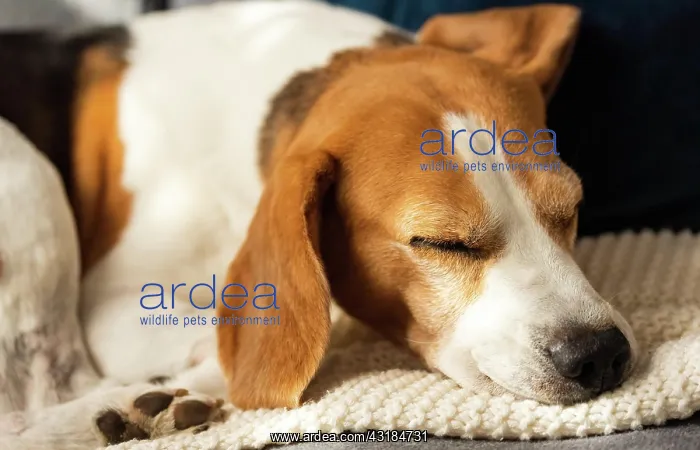  : Adult animal, male beagle dog sleeping on his pillow