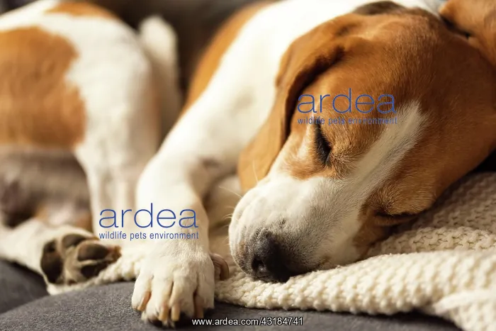 : Adult animal, male beagle dog sleeping on his sofa : Adult animal, male beagle dog sleeping on his sofa