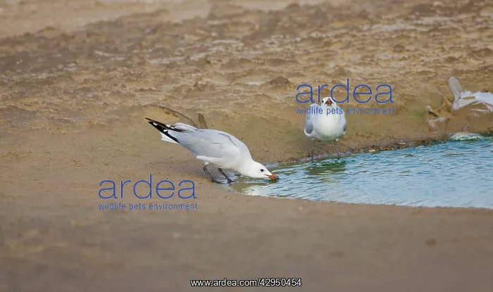 : Adult Audoiuns Gulls drinking fresh water : Adult Audoiuns Gulls drinking fresh water