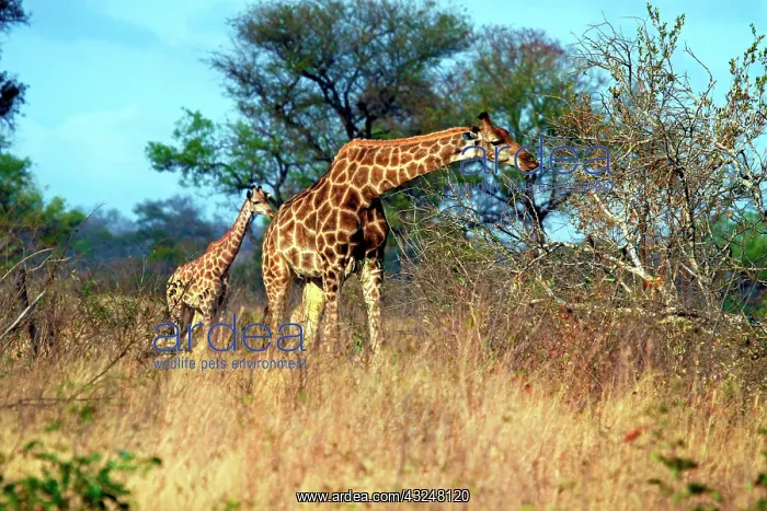  : Adult and baby Cape Giraffe, (Giraffa camelopardalis
