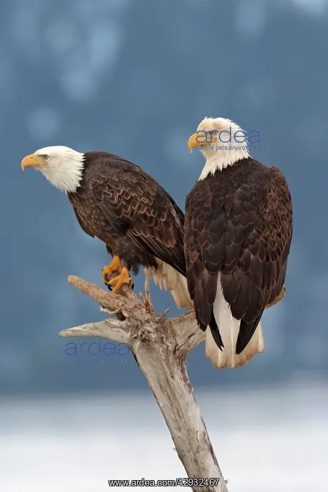 : Adult Bald Eagle : Adult Bald Eagle