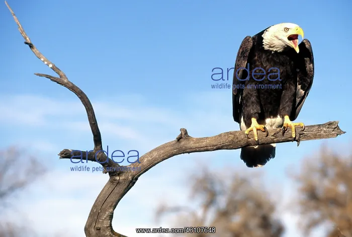 : Adult Bald Eagle : Adult Bald Eagle