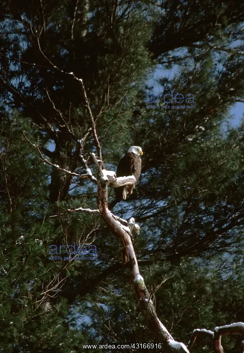 : Adult Bald Eagle : Adult Bald Eagle