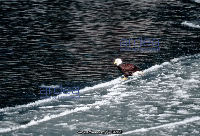: Adult Bald Eagle : Adult Bald Eagle