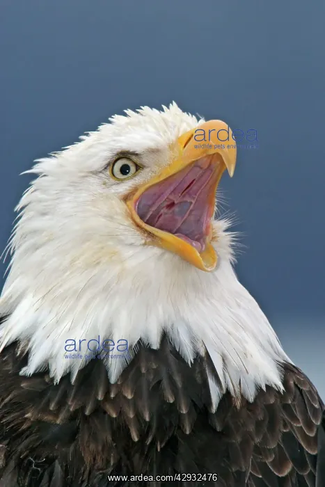: Adult Bald Eagle - close-up of head, beak open : Adult Bald Eagle - close-up of head, beak open