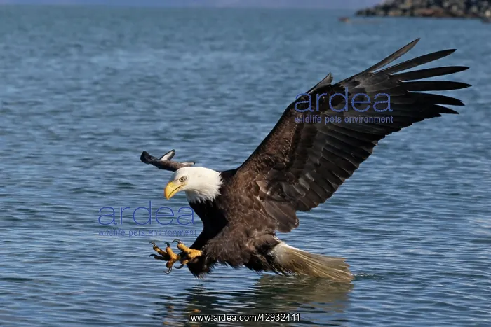 : Adult Bald Eagle - fishing the waters of : Adult Bald Eagle - fishing the waters of
