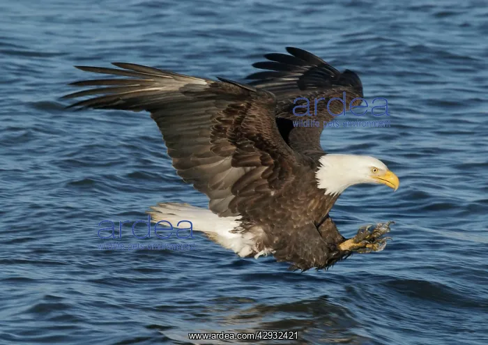 : Adult Bald Eagle - fishing the waters of Homer Alaska : Adult Bald Eagle - fishing the waters of Homer Alaska