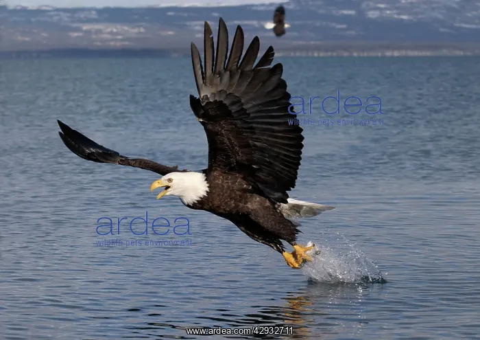 : Adult Bald Eagle - fishing the waters of Homer Alaska : Adult Bald Eagle - fishing the waters of Homer Alaska