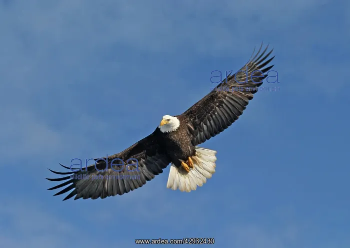 : Adult Bald Eagle in flight : Adult Bald Eagle in flight
