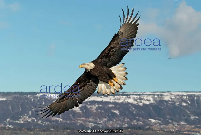: Adult Bald Eagle in flight : Adult Bald Eagle in flight
