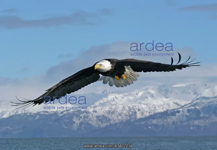 : Adult Bald Eagle in flight : Adult Bald Eagle in flight