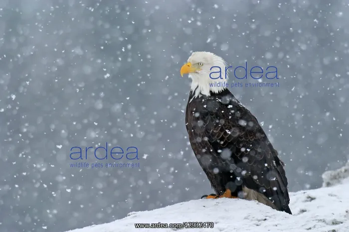 : Adult Bald Eagle - in snow : Adult Bald Eagle - in snow