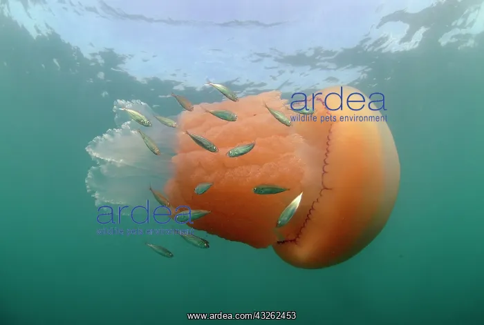 : Adult barrel jellyfish (Rhizostoma pulmo), with : Adult barrel jellyfish (Rhizostoma pulmo), with