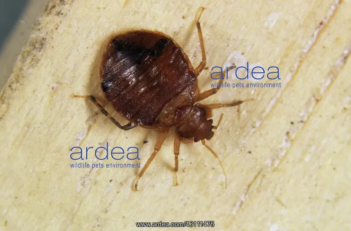 : Adult bed bug : Adult bed bug