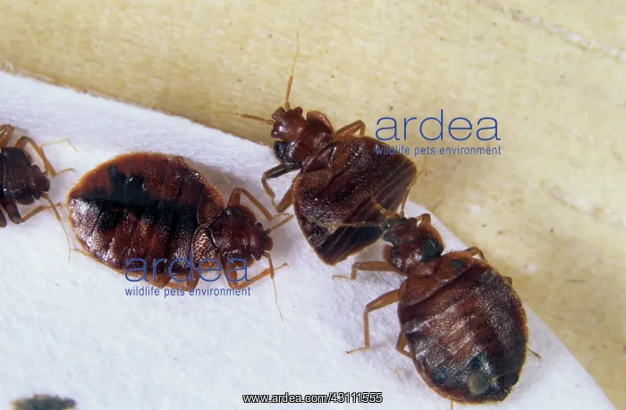 : Adult bed bugs : Adult bed bugs
