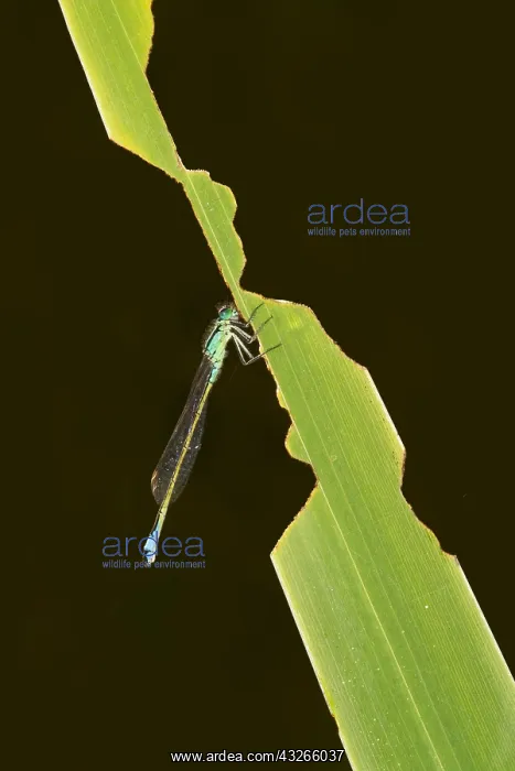  : Adult Blue-tailed Damselfly (Ischnura elegans)