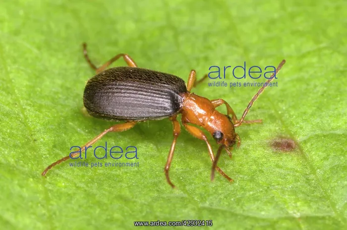 : Adult Bombadier Beetle : Adult Bombadier Beetle