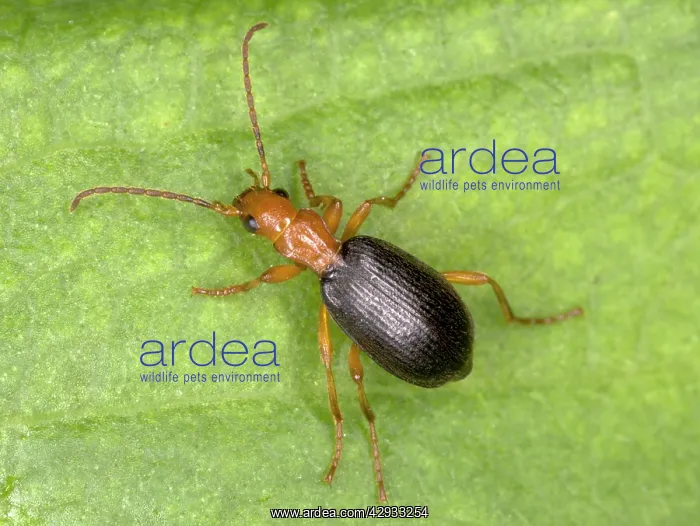 : Adult Bombadier Beetle : Adult Bombadier Beetle